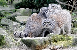 Pallas vagy vadmacska (Pallas cat) Pallas macska, vagy egy vadmacska