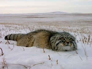 Manul sau pisica sălbatică