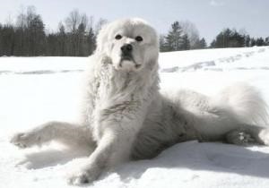 Maremma-abroutskaya câine ciobănesc