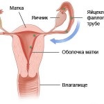 Tratamentul hemoragic uterin al remediilor folclorice și metodelor hemoragice uterine