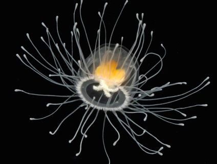 Медуза turritopsis nutricula - єдине на землі безсмертне сущес