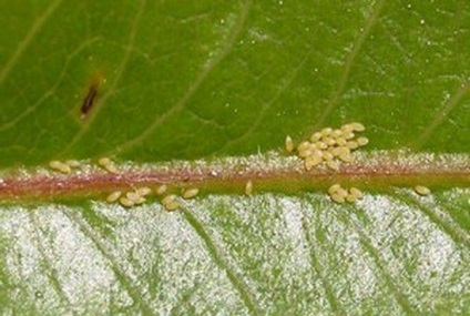 Мідяниця яблунева і грушева подібності та відмінності видів