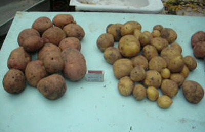Cartofi Meristem - grădină, grădină - țara mamei