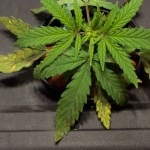Методи просушування шишок - вирощування конопель, марихуани, канабісу у відкритому грунті