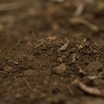 Metode de uscare a conurilor - cultivarea cânepii, marijuanei, canabisului în sol deschis