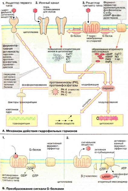 Механізм дії гідрофільних гормонів