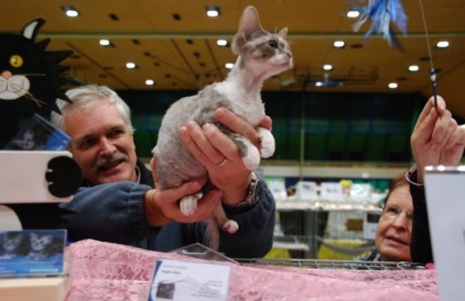 Міжнародна виставка кішок в швейцарії