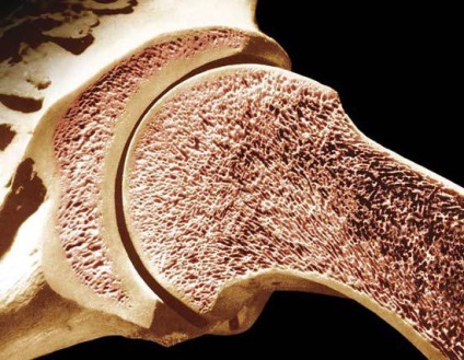 Structura osoasă microscopică