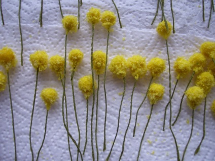 Mimoza din flori mastic - mastic - forum culinar de făină