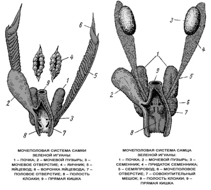 Sistemul genitourinar al reptilelor