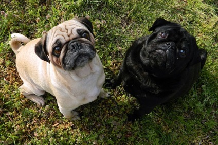 Pug Descrierea rasei, îngrijire și sănătate, caracter, fotografie și video