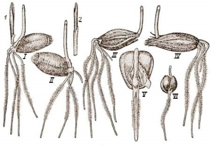 Morfologia boabelor de cereale și germinarea lor