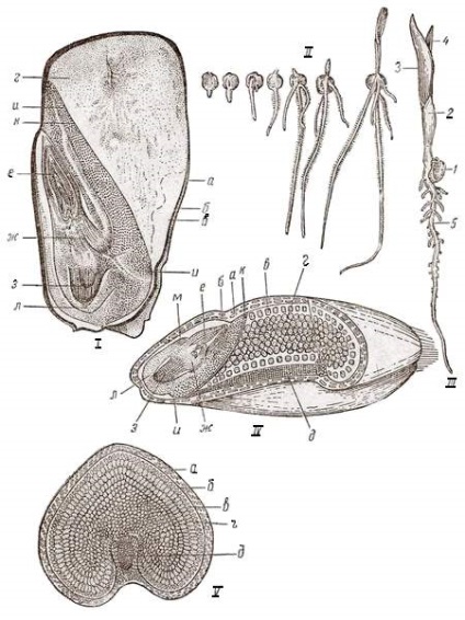 Morfologia boabelor de cereale și germinarea lor