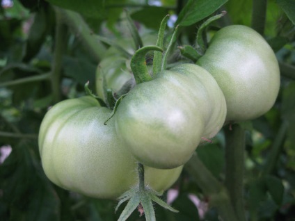 Чи можна збирати зелені помідори