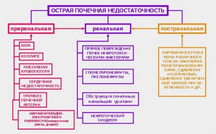 Чи можна відновити роботу нирок при нирковій недостатності питання відновлюються чи квітки