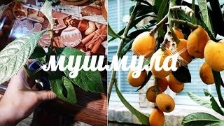 Мушмула японська (локва, шесек) вирощування в домашніх умовах, корисні властивості