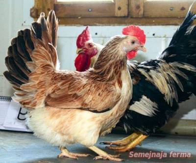 М'ясо-яєчні породи курей з фото - кури - птахівництво - бібліотека - сімейна ферма
