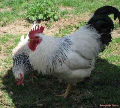 М'ясо-яєчні породи курей з фото - кури - птахівництво - бібліотека - сімейна ферма