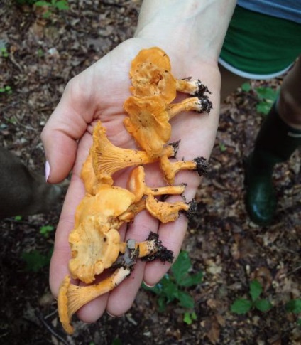 Până la începători ciuperci pickers cat de repede chanterelle ciuperci crește