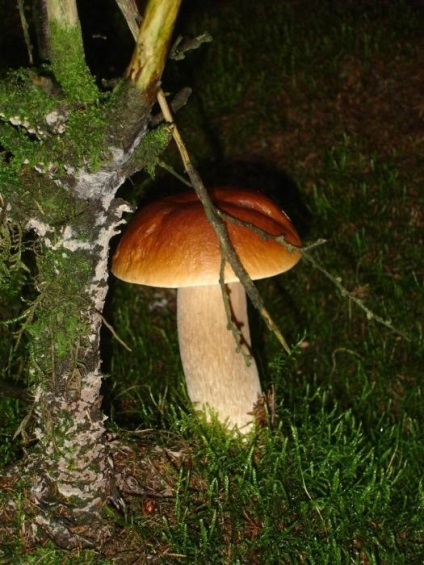 Початківцям грибникам як швидко зростає гриб лисичка