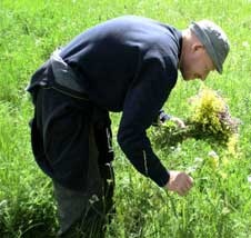 Народні засоби і методи народного лікування як прибрати поліпи на тілі