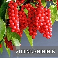 Настоянка лимонника при зниженому тиску