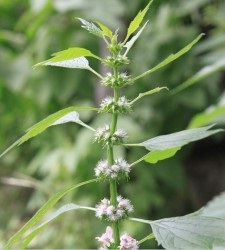 Tinctura de propolis