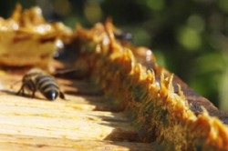 Tinctura de propolis