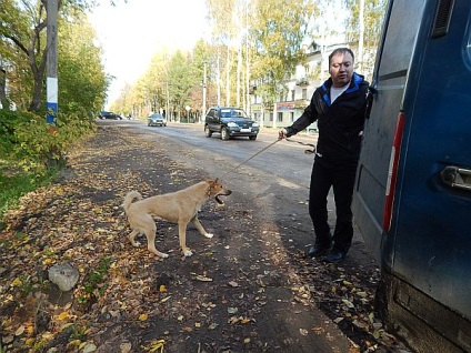 Pe străzile din Omutninsk au fost vânate câini fără stăpân - știri Omutnin