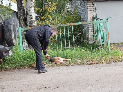 На вулицях Омутнінський пройшло полювання на безпритульних собак - Омутнінський вести