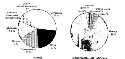 Ненергетіческій обмін в м'язах