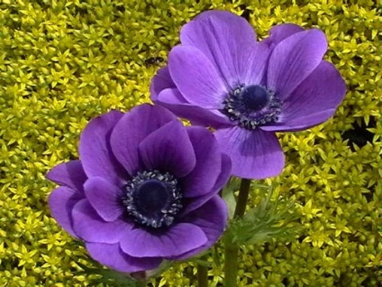 Flori extraordinar de frumoase - anemone