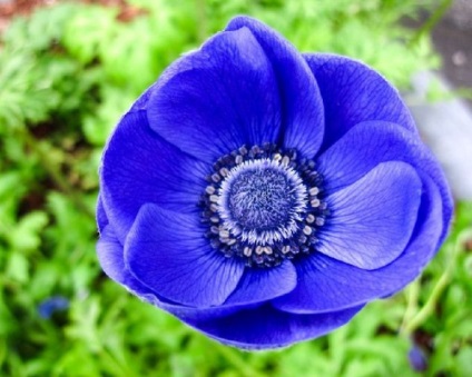 Flori extraordinar de frumoase - anemone