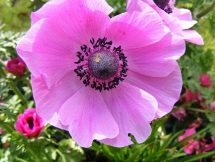 Flori extraordinar de frumoase - anemone