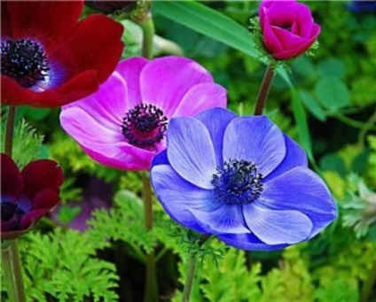 Rendkívül szép virágok - Anemone