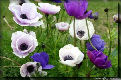Rendkívül szép virágok - Anemone