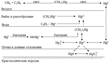 Неорганічні токсиканти - чибисова н