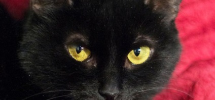 Éjszaka - fekete macska keres egy otthon!