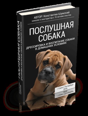 Чи потрібна одяг для шпіца що краще нашийник або шлею