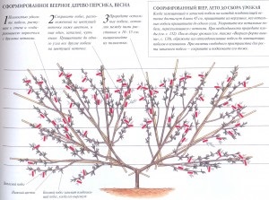 Обрізка плодових дерев навесні