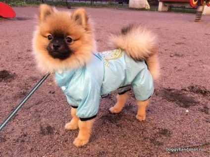 Îmbrăcăminte pentru Spitz - cumpărați haine pentru Pomeranian Spitz, ieftine în magazinul online