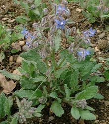 Castravete iarba de iarba medicinala - iarba de castraveti in gradina ta - portalul de flori este gradina ta!