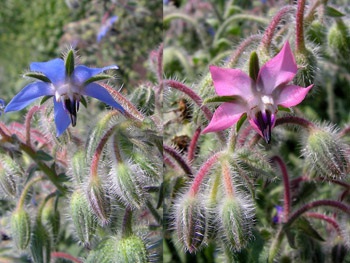 Borágó officinalis borágó - Borágó a kertben - virág portál a kertben! (Orvosi) Borágó officinalis borágó - Borágó a kertben - virág portál a kertben!