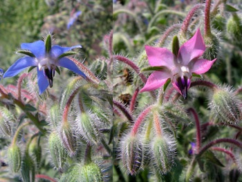 Castravete iarba de iarba medicinala - iarba de castraveti in gradina ta - portalul de flori este gradina ta!