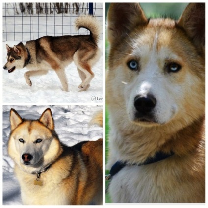 Színek Husky - Husky leírása mind a színek! (Szín) Színek Husky - Husky leírása mind a színek!