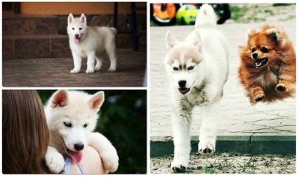 Színek Husky - Husky leírása mind a színek! (Husky) Színek Husky - Husky leírása mind a színek!