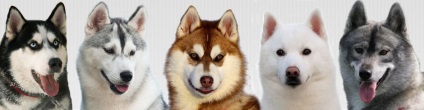 Színek Husky - Husky leírása mind a színek! (Megfelel versenyzés vonalak) Színek Husky - Husky leírása mind a színek!