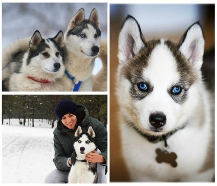 Színek Husky - Husky leírása mind a színek! (Husky) Színek Husky - Husky leírása mind a színek!