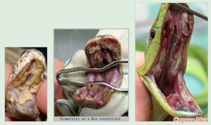 Despre tratamentul stomatitei în șerpi