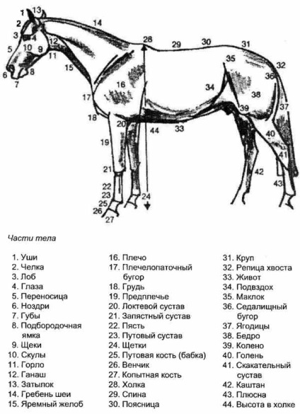 Про конях